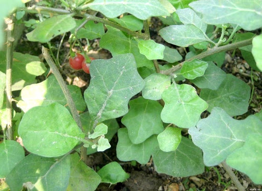 cây giống CÀ GAI LEO gửi đi nguyên bầu - MÁT GAN GIẢI ĐỘC