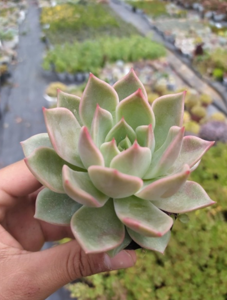 SEN ĐÁ ĐẾ VƯƠNG XÁM - SIZE BẦU - LỖI 1 ĐỔI 1