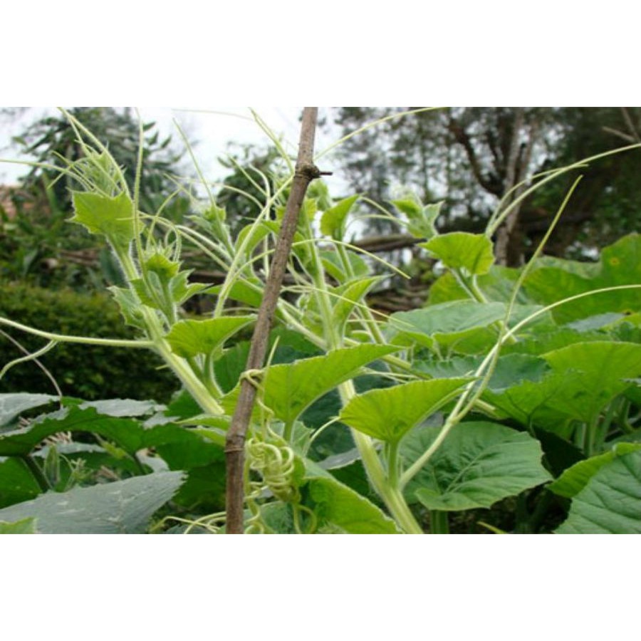 20gr - hạt giống bí siêu ngọn