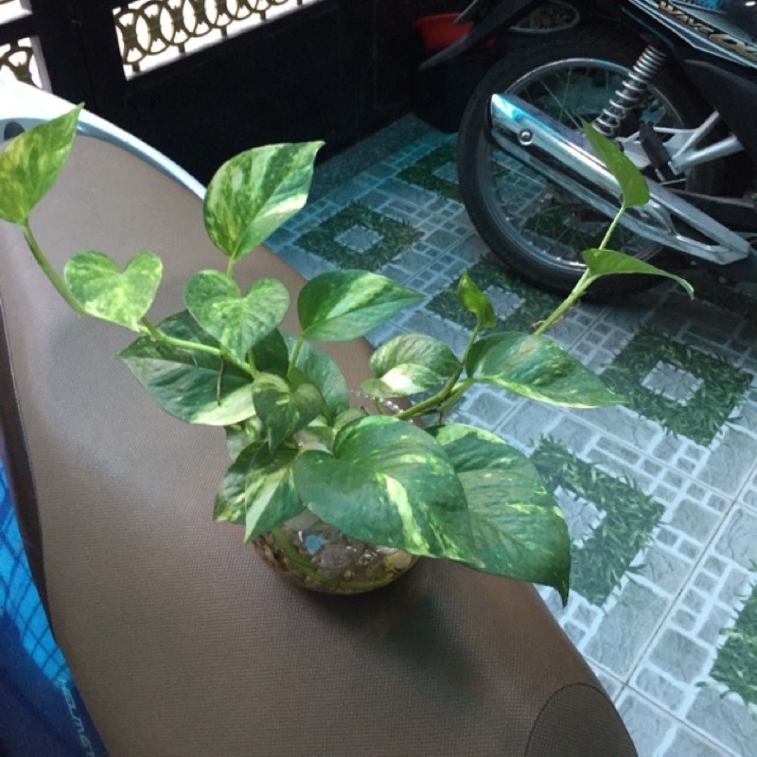 Combo 6dây trầu bà thuỷ sinh