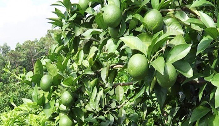 Combo 3 cây chanh tứ quý không hạt