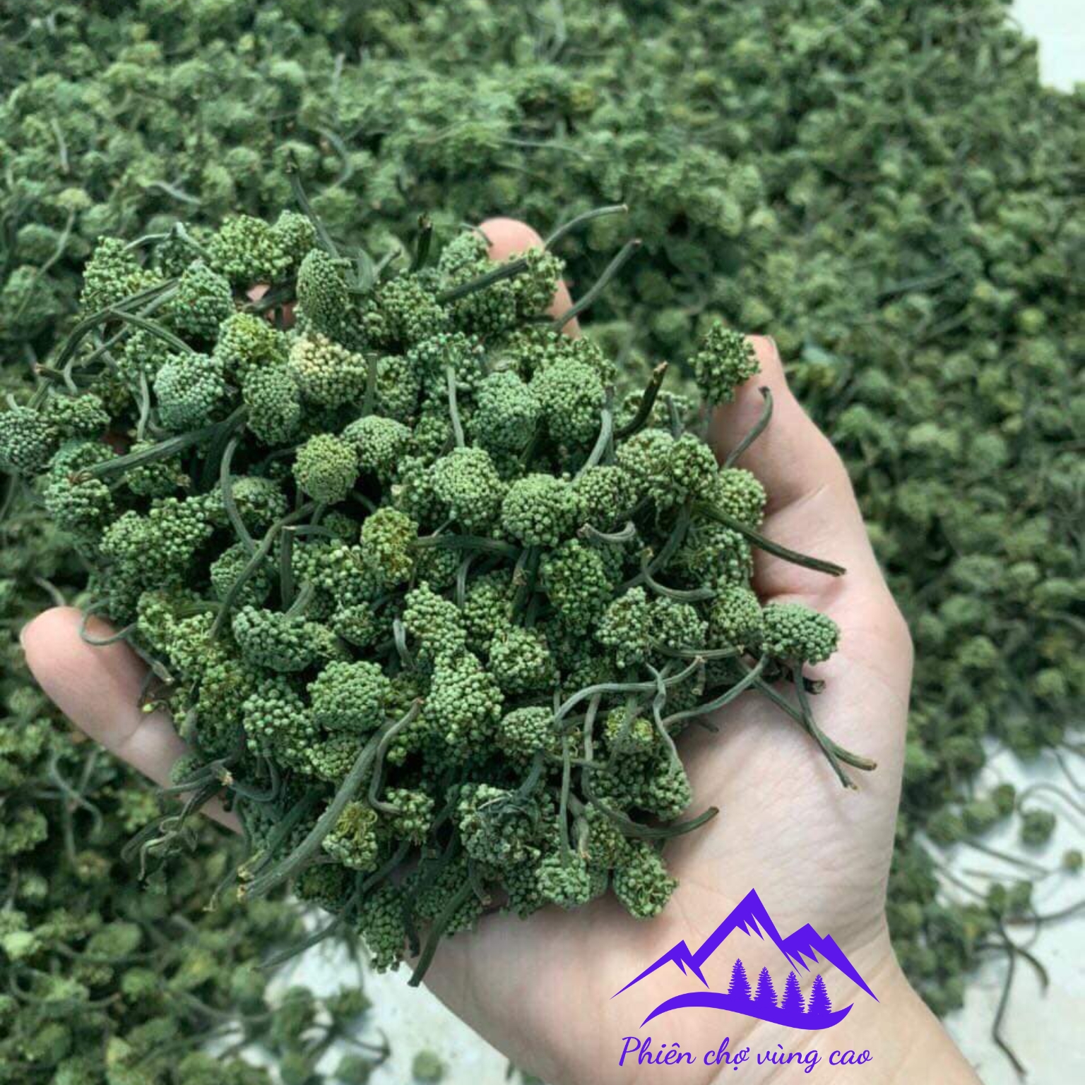 Nụ hoa tam thất bao tử, sấy khô thủ công từ nụ tam thất tươi, thơm tự nhiên . Nụ hoa tam thất bắc Hà Giang, Sapa
