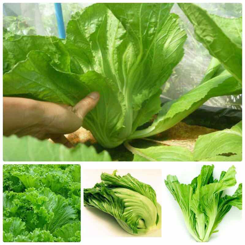 Hạt giống cải bẹ dưa 10 gram.