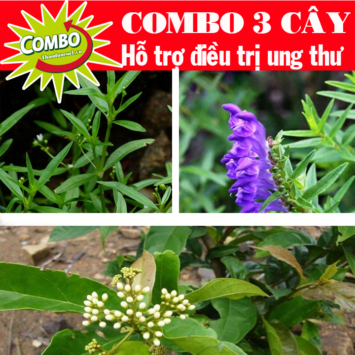 Combo 3 cây hỗ trợ điều trị ung thư -3kg