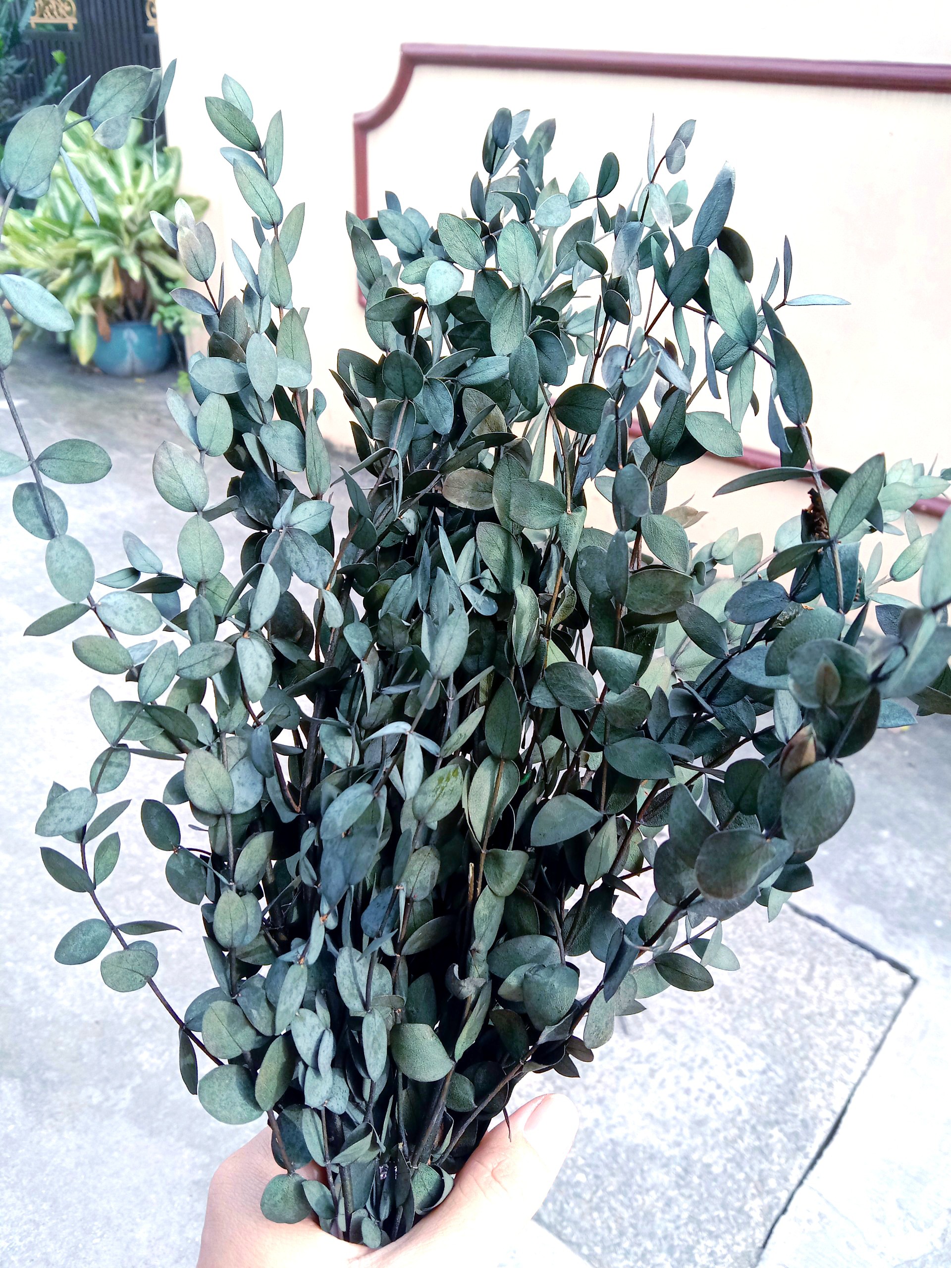 Hoa khô - lá bạch đàn nhỏ