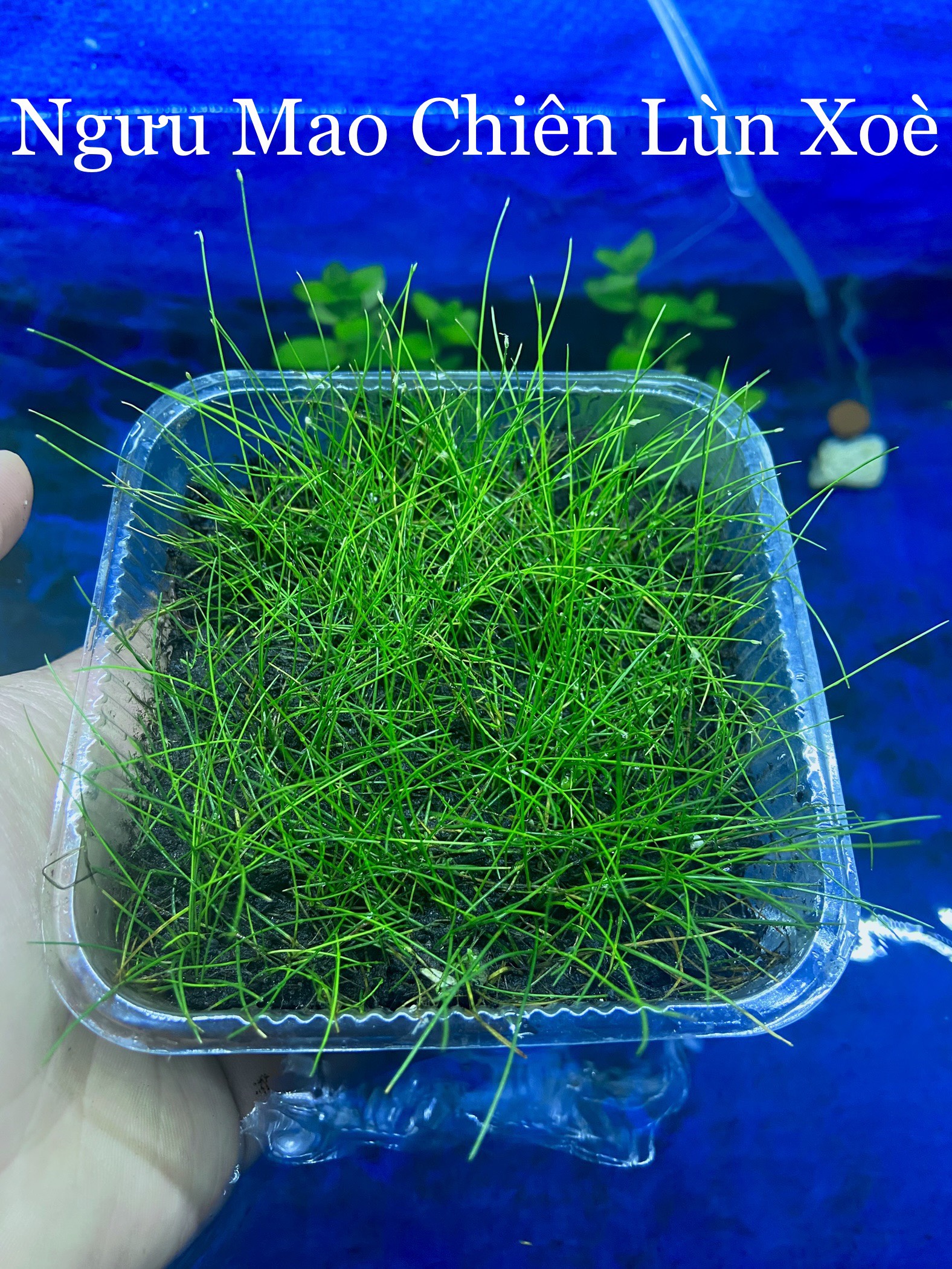 Ngưu mao chiên lùn xoè