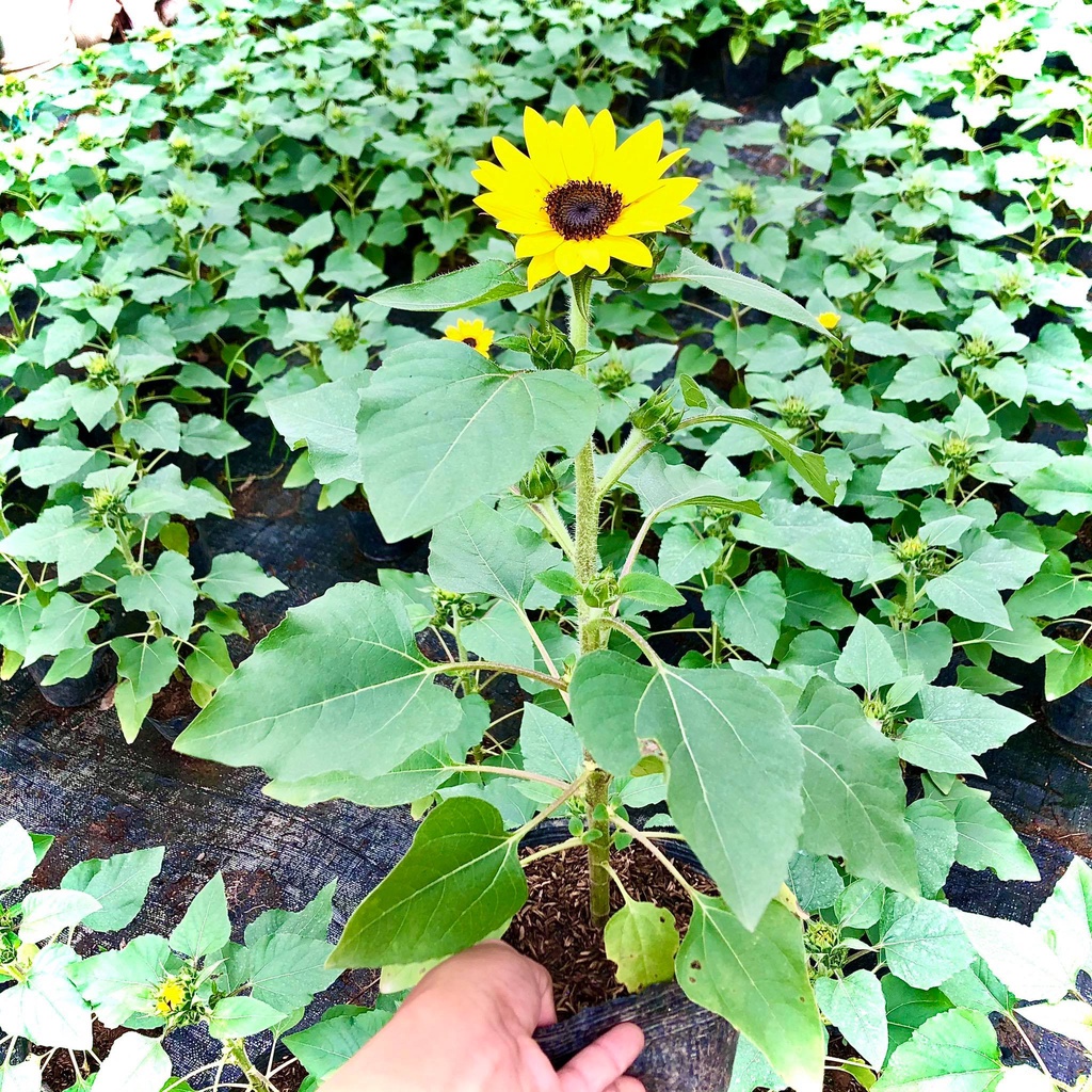 Cây hoa hướng dương lùn đang nụ hoa cao 40 cm
