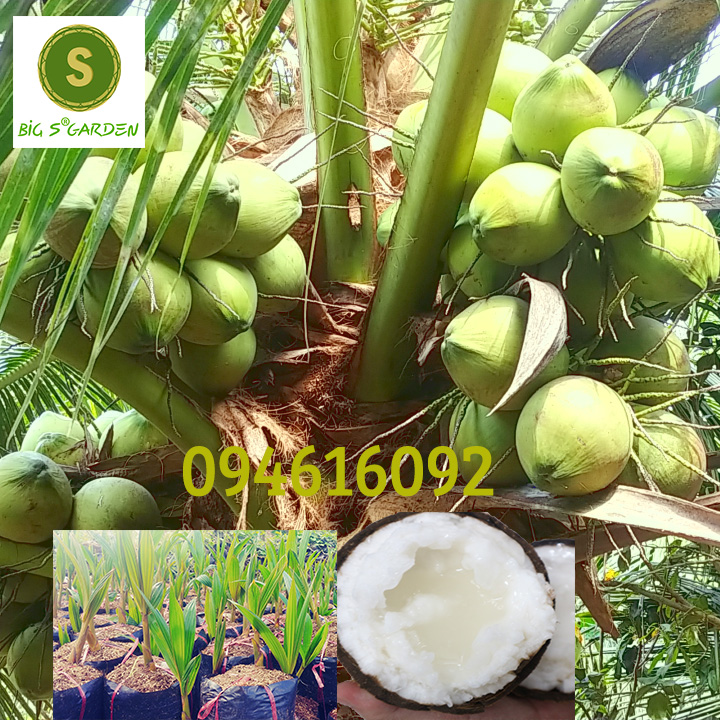Cây Giống Dừa Sáp, Chính Gốc, Đặc sản Miền Tây, có vườn tham quan- Freeship 20k đơn từ 49k