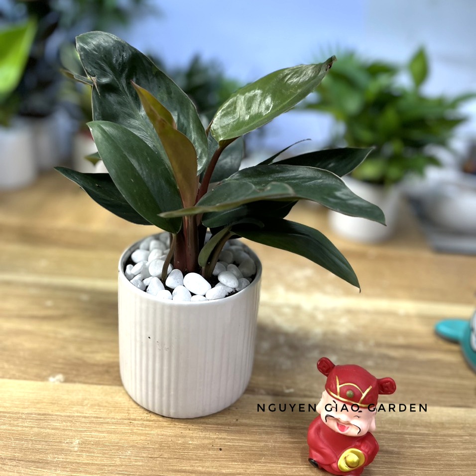 Cây trầu bà đế vương đỏ chậu sứ