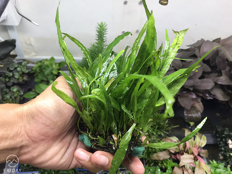 Cây dương xỉ lá hẹp dòng cây thủy sinh dễ trồng không cần co2