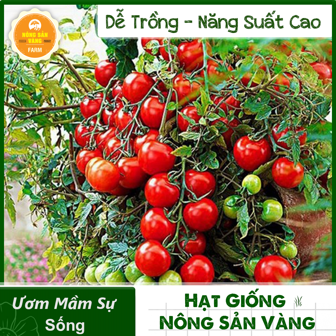 Hạt giống Cà Chua Bi Đỏ Lùn Siêu Trái, Dễ Trồng (Gói 30 Hạt) - Nông Sản Vàng