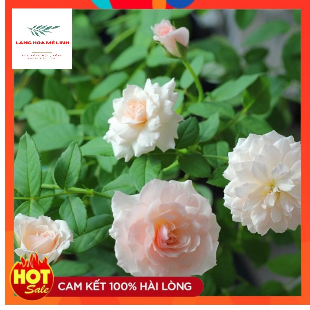 Hoa hồng Misaki Rose - Nếu bạn muốn chọn một giống hoa khỏe, sai hoa, dễ trồng , hoa màu hồng phấn