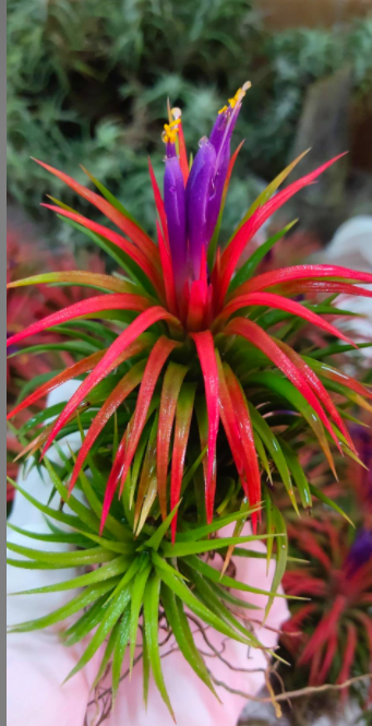 Cây không khí Tillandsia Ionantha Huemulata