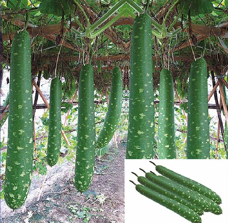 "Gói 10 Hạt " Hạt giống bầu sao trái dài( bầu sao quê )