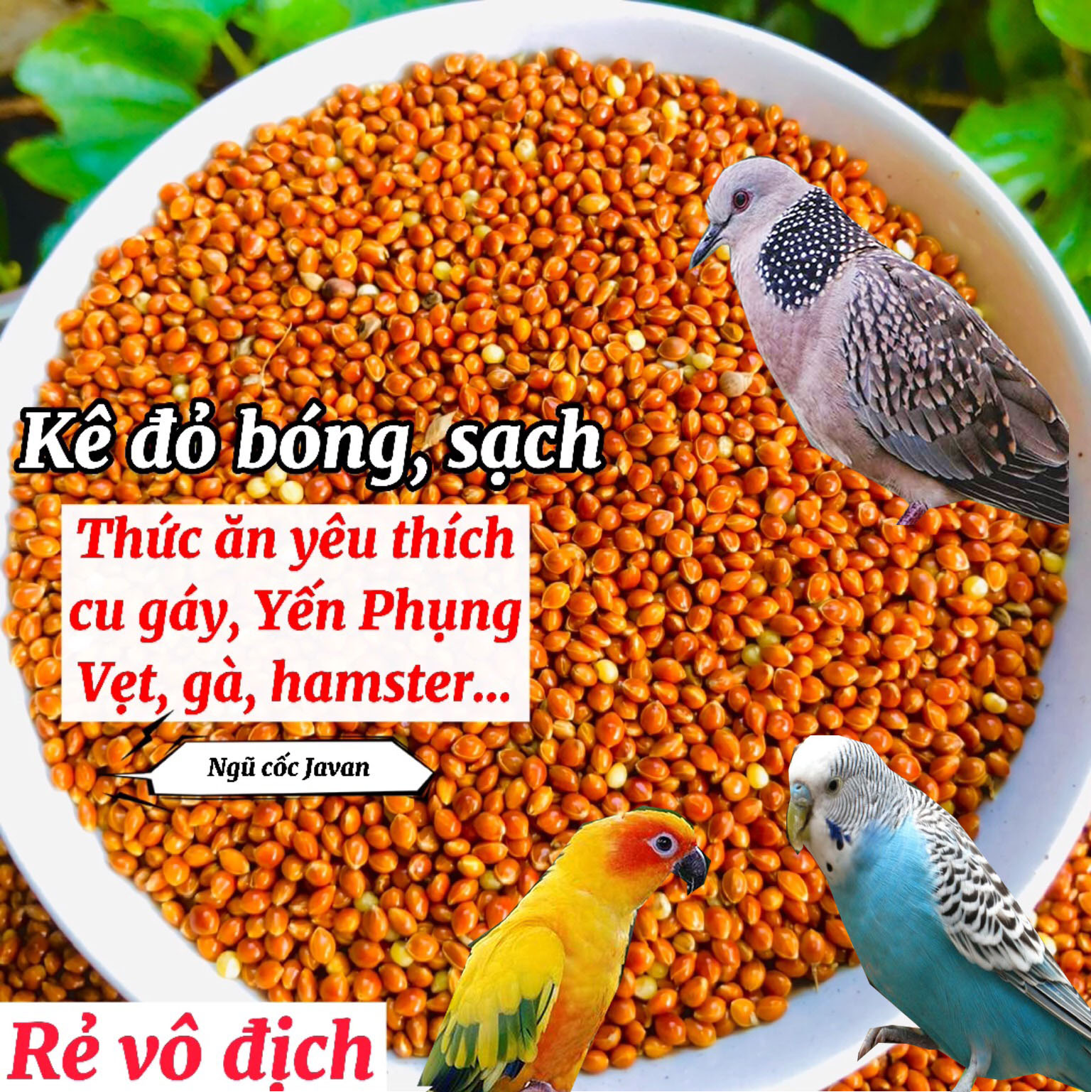 1 Kg hạt kê đỏ bóng, thức ăn cho chim cảnh, Vẹt, chim Yến Phụng, chim cu gáy, Hamster và các dòng chim sẻ