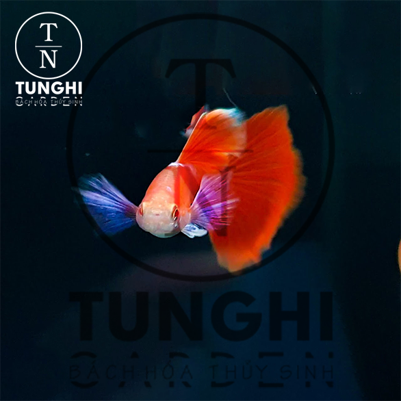 Combo 5 tặng 1 - Full red blue ear guppy thủy sinh - Hoàn tiền khi gặp sự cố - tặng thức ăn - Tú Nghi Garden