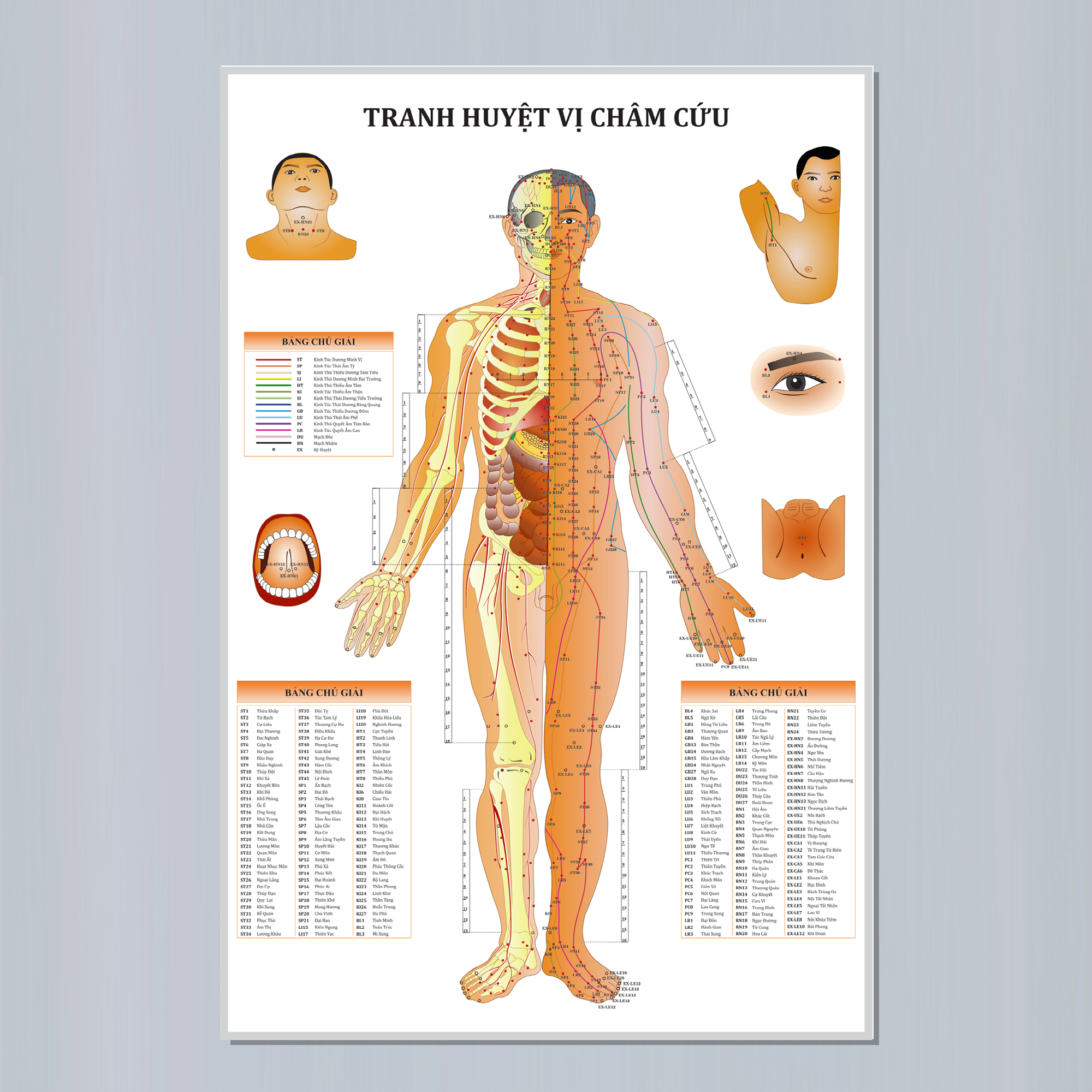 Tranh huyệt vị châm cứu - Mặt trước - 50x75cm - Decal dán