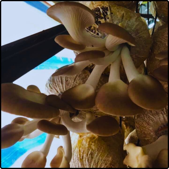 Phôi nấm giống Bào ngư (01 kiện hàng 14 bịch)