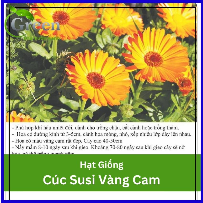 Hạt giống hoa cúc susi vàng cam