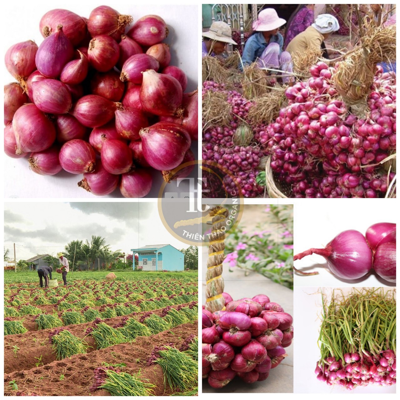 Hành tím vĩnh châu sóc trăng chuẩn 500gr - thiên thảo organic