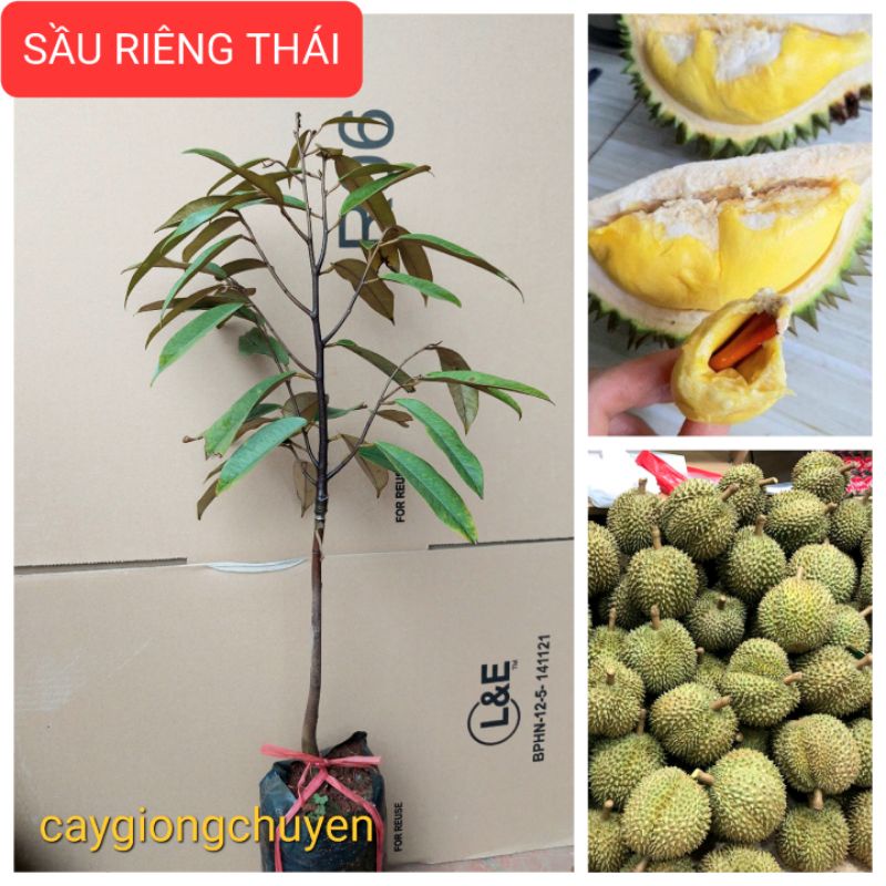 Giống cây sầu riêng thái cho quả sau 1 năm