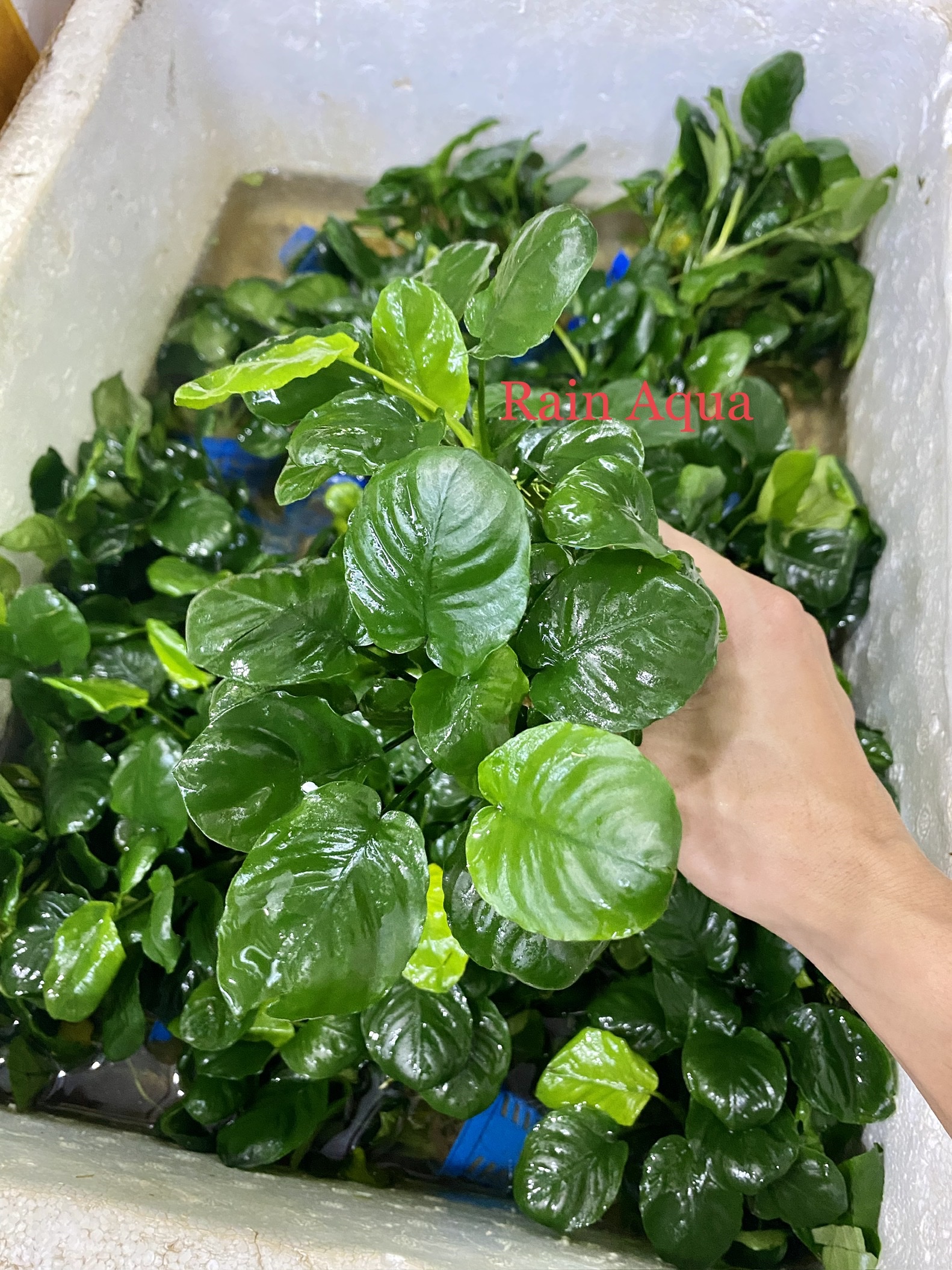 Cây thủy sinh ráy lá tròn - cây thủy sinh không cần co2.