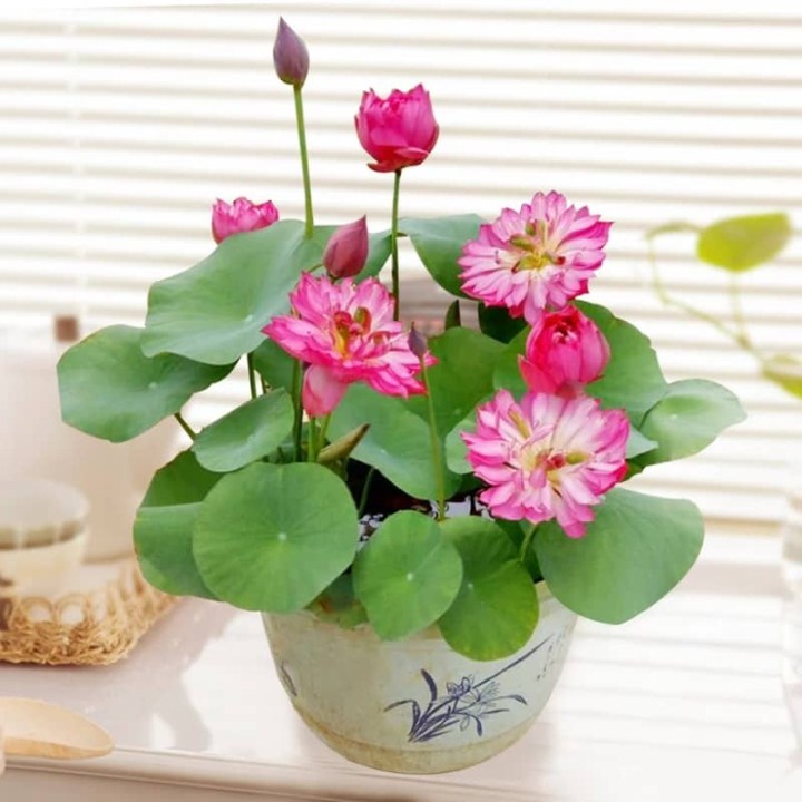 Hạt giống hoa sen nhật mini gói 20 hạt mua từ 50k tặng 2 sản phẩm