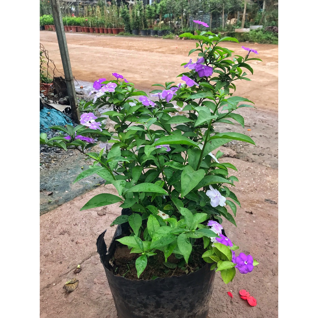 Cây hoa nhài nhật 2 màu cao 45cm, hoa nở quanh năm cây hoa cảnh trồng chậu cảnh ban công thích hợp trang trí sân vườn