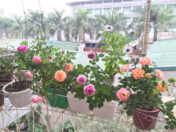 3 cây giống hoa hồng bụi ngoại hoa đẹp dễ trồng 2 tháng cho hoa