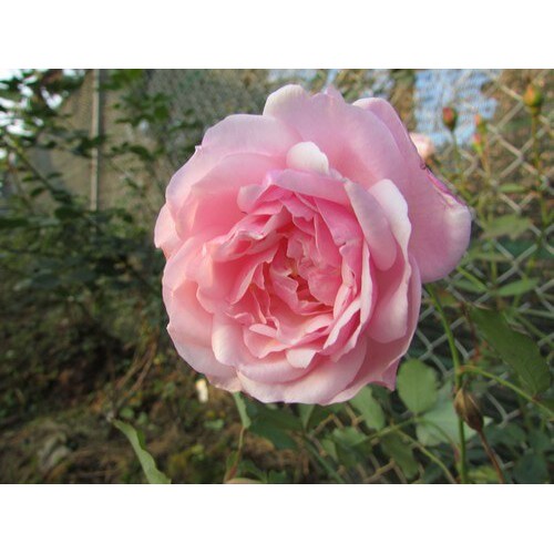 165A Hạt Hoa Hồng Điều Cổ Hương Thơm Đậm 10 Hạt Đến Mùa Trồng Tết