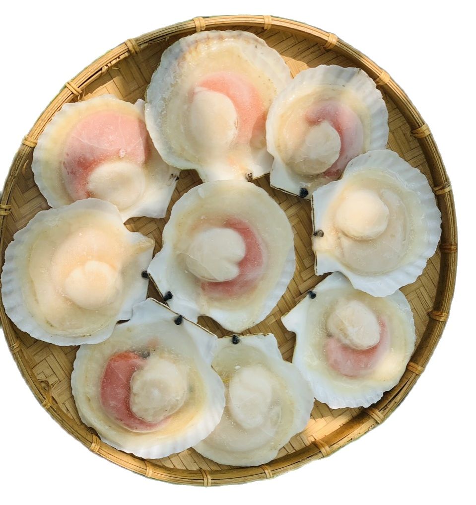 Giá sỉ 1kg sò điệp nhật nửa mảnh