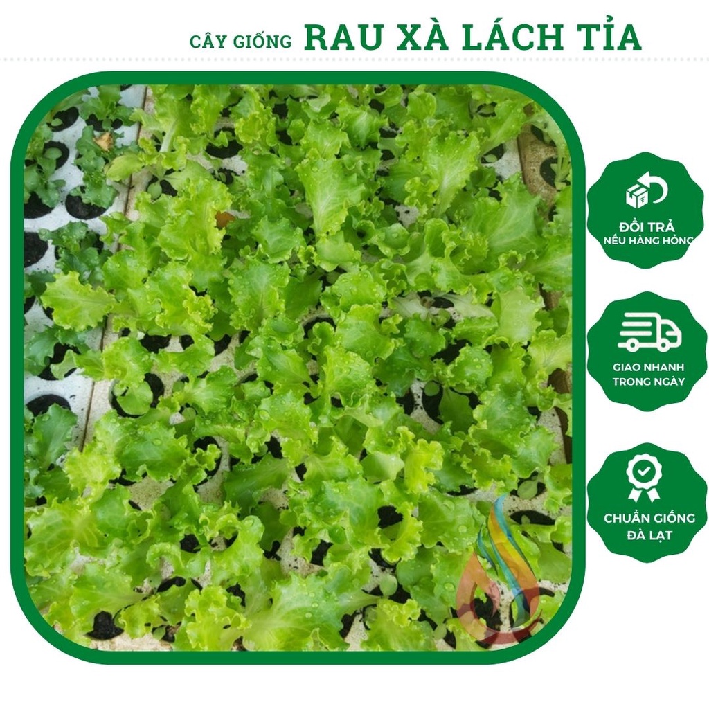 Combo 5 cây rau giống xà lách tỉa lá ăn dần, dòng chịu nhiệt tốt (chỉ giao Hoả Tốc TPHCM)