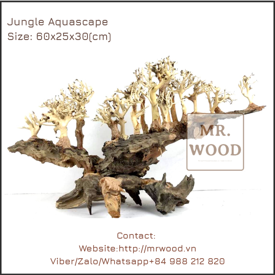 Layout Lũa Đổi Thông cho hồ thủy sinh/ cá cảnh- dài 60cm