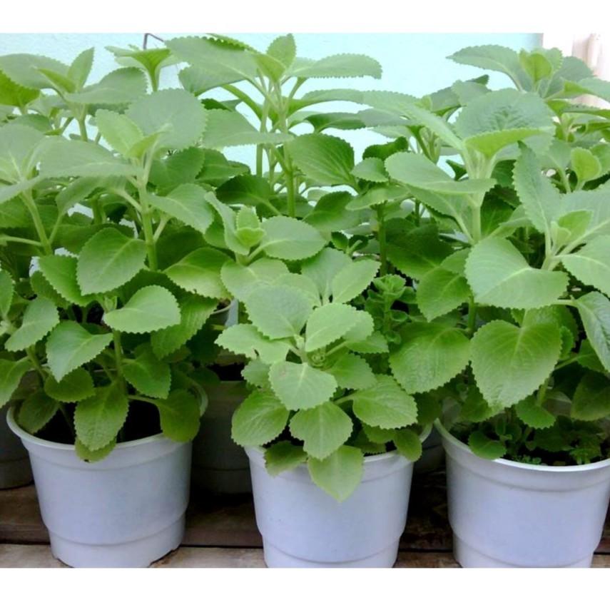 Hạt giống rau húng chanh gói 0,1 gram