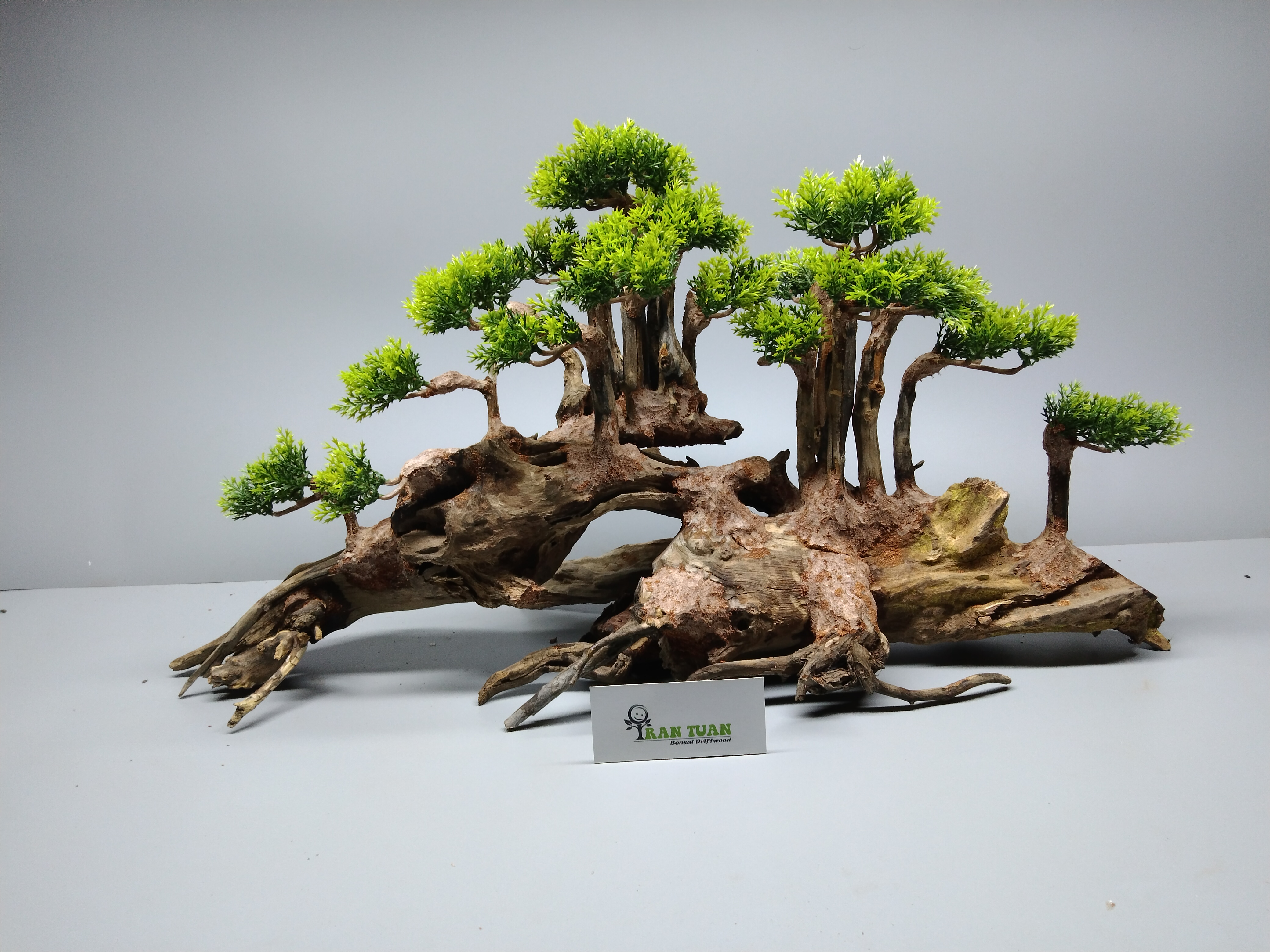 Cây gỗ lũa bonsai đại thụ
