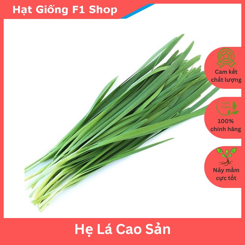Hạt giống hẹ lá cao sản