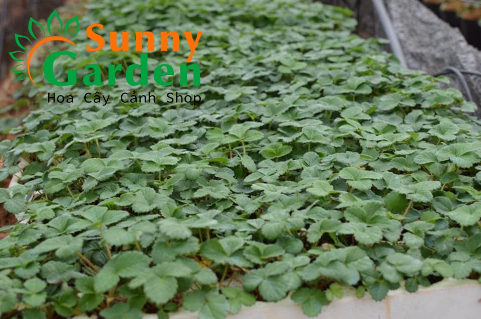 Combo 5 Cây Dâu Tây Cấy Mô Mỹ Tù - Cây Ăn Quả