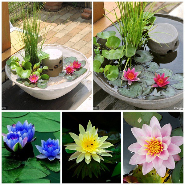 Hạt giống hoa súng thái mini mix màu