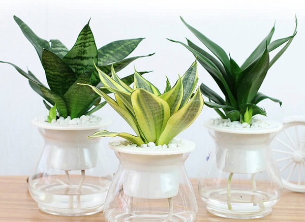 Bình nhựa trồng cây thủy sinh, Chậu trồng cây bằng nhựa trong suốt {11x14cm}