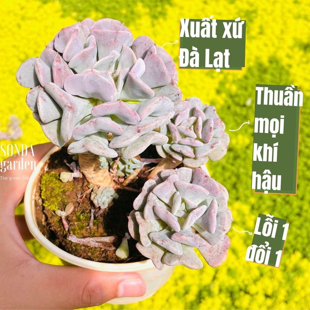 Sen đá cúc tím cổ thụ sonda garden size trung bình 8-10cm, cây cảnh trang trí nhà cửa, lỗi 1 đổi 1