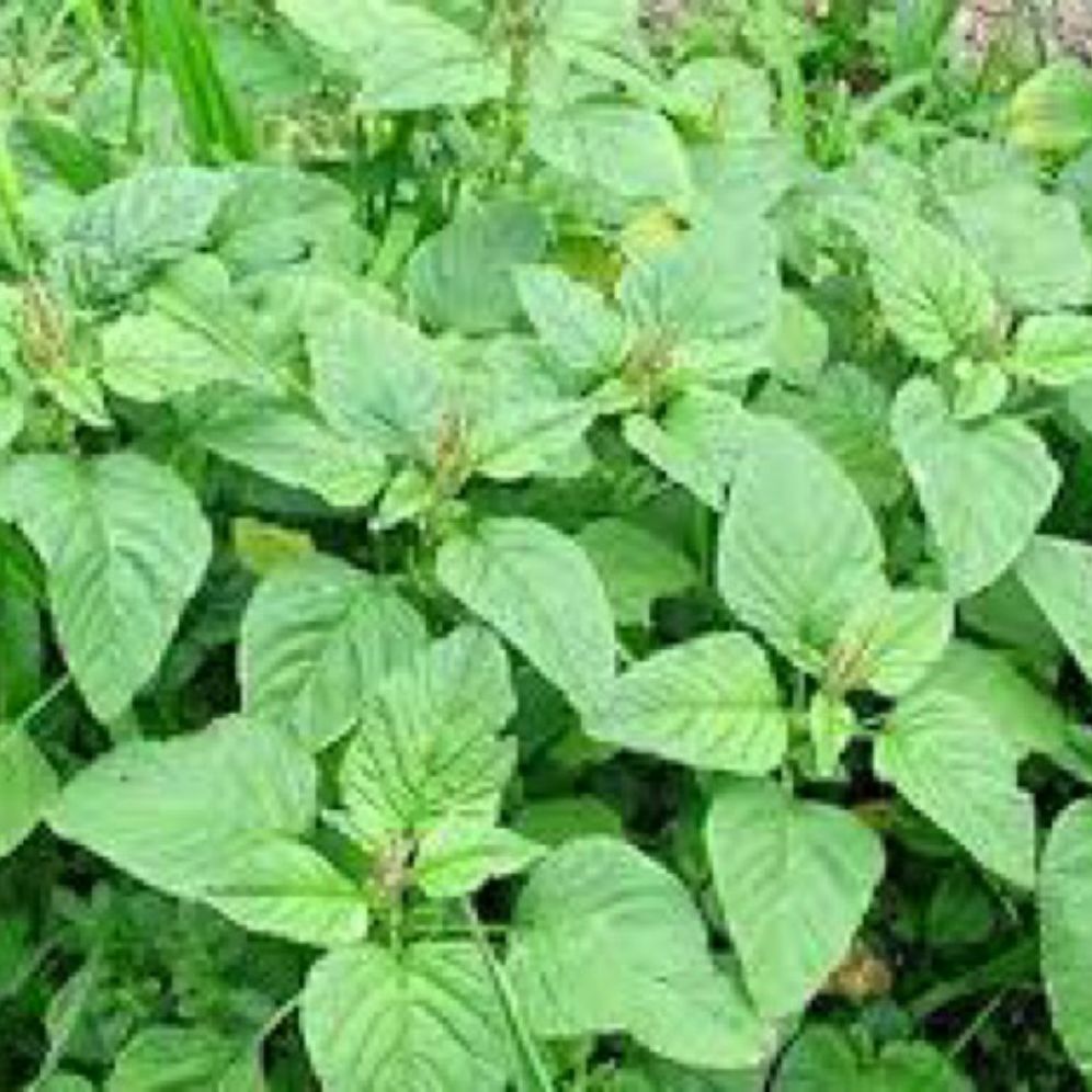 Hạt giống rau dền cơm- gói 10gr