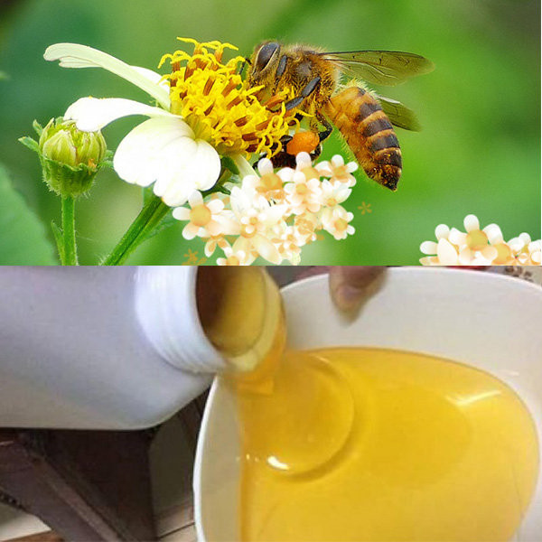 Chai 1l mật ong hoa xuyến chi nguyên chất bigs