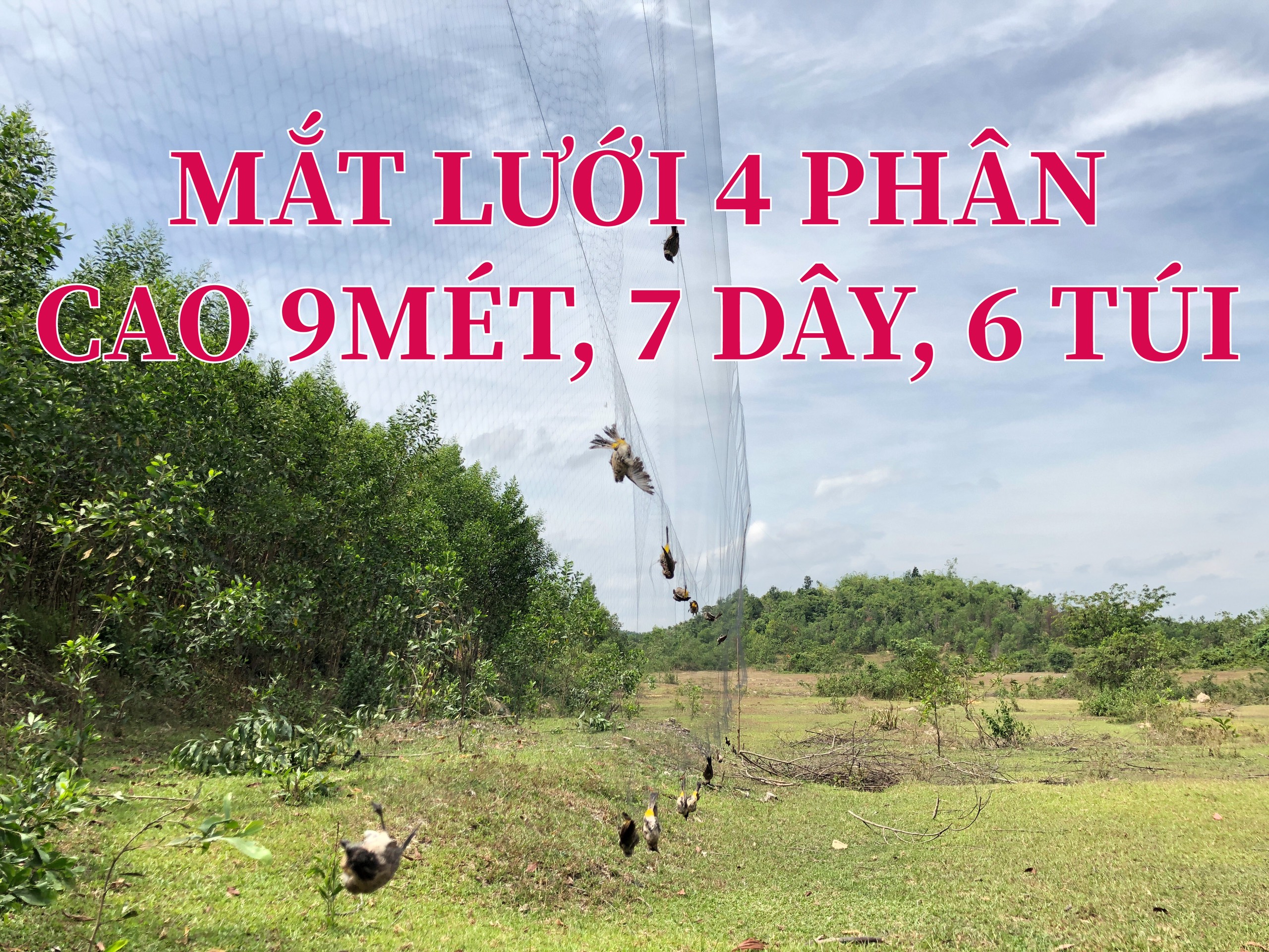 30m lưới 4p (loại cao 9m 6 túi) bẫy chim sẻ, chào mào, trao trảo, cu, tổng hợp chim ( chiều cao 9m, 7 dây 6 túi)