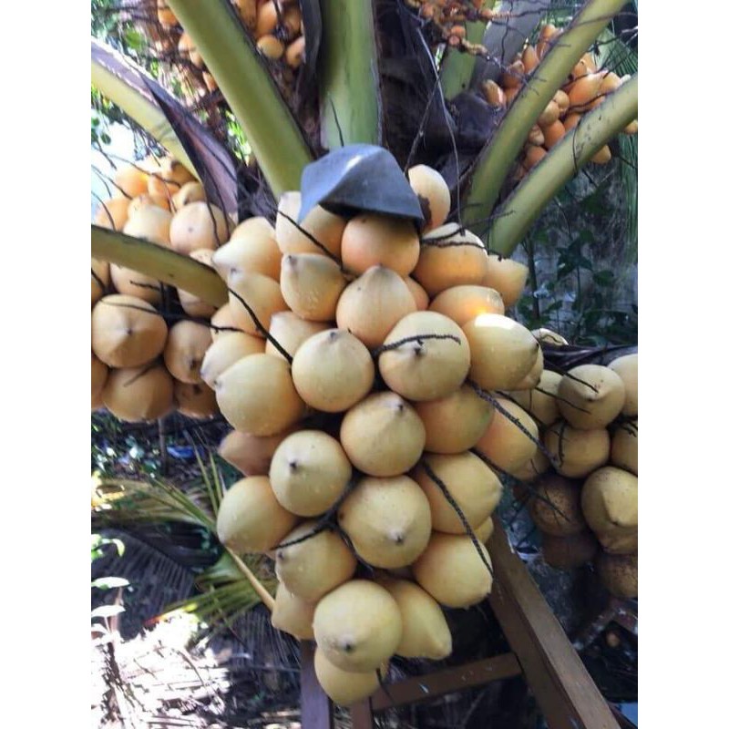 Giá gốc - 2 cây dừa vàng