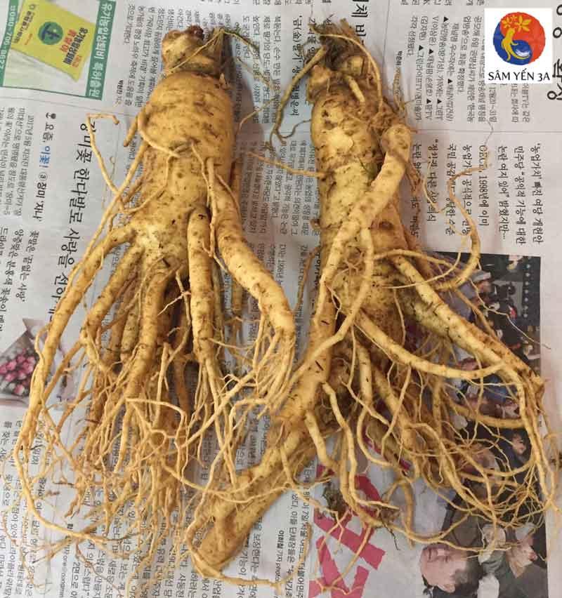 [HCM]2 Củ Lớn Sâm Tươi Hàn Quốc 6 Năm Tuổi Nhân Sâm Hàn Quốc có tác dụng chống mệt mỏi tăng cường bồi bổ sức khỏe minh mẫn sảng khoái sâm hàn quốc nhân sâm tươi hàn quốc sâm tươi hầm gà sâm tươi ngâm mật ong  Sâm Yến 3A
