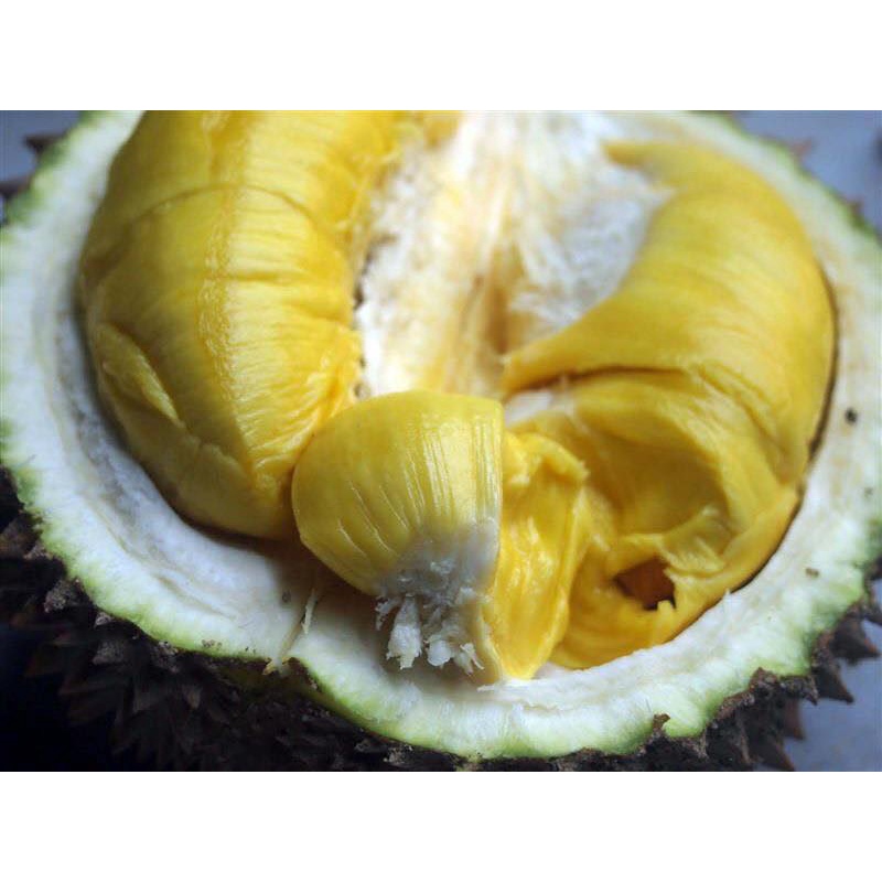 Cây giống sầu riêng chuồng bò. .