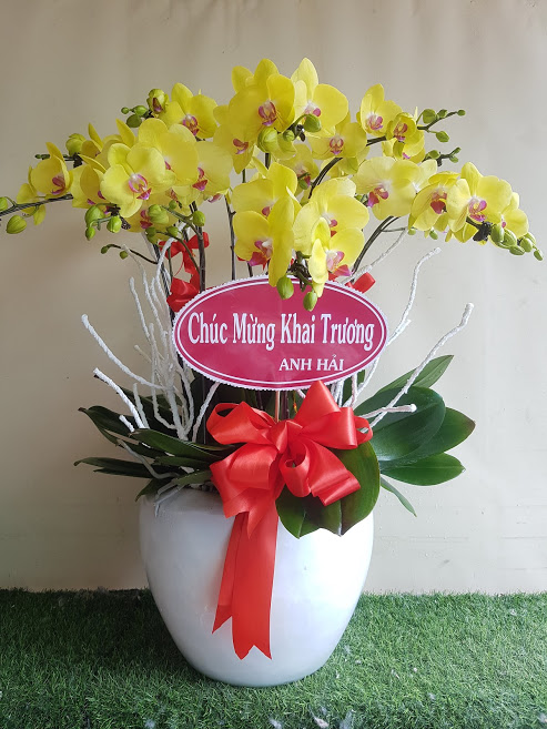 Hoa lan hồ điệp