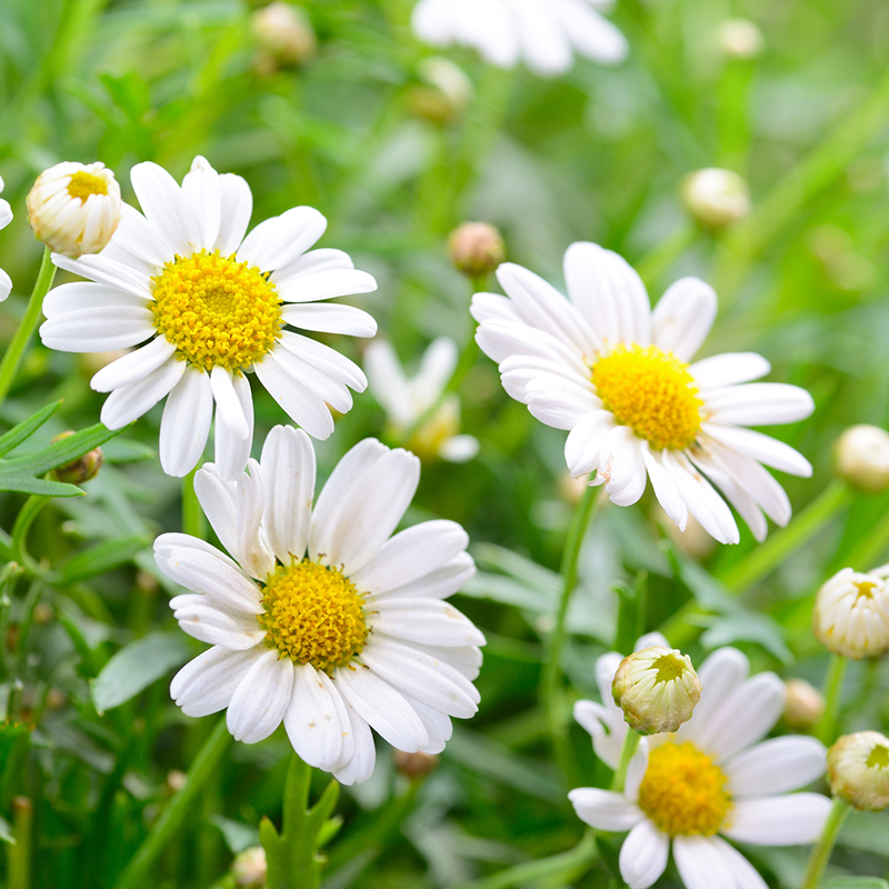 Hạt giống Cúc Họa Mi PSV92 | Phởms Market