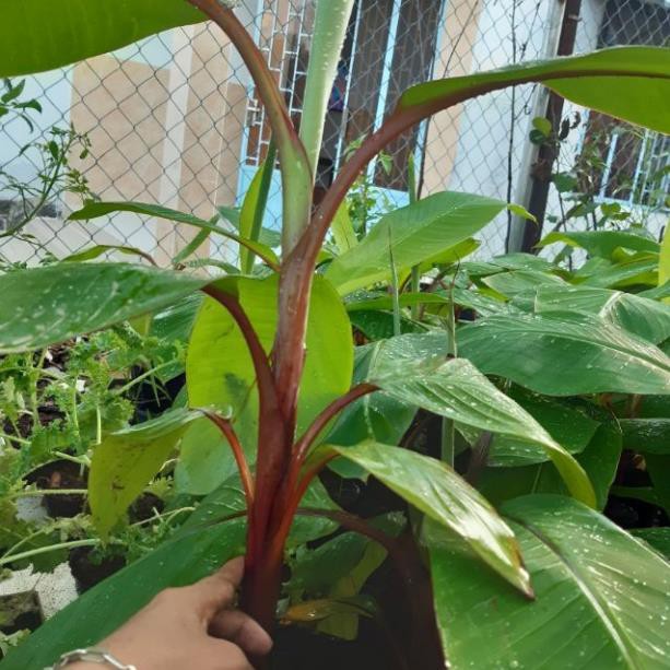 [Chuẩn Giống F1] Cây giống CHUỐI ĐỎ ngon ngọt thơm - hàng cây giống CHUẨN F1