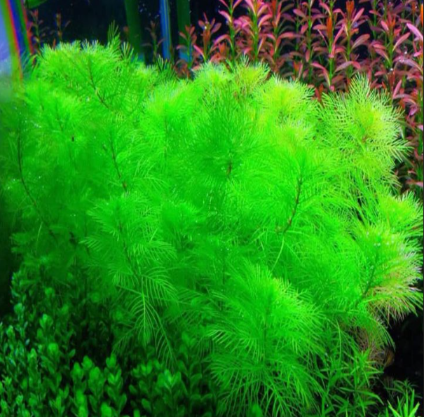 15 Ngọn Cây thủy sinh Rong Đuôi Phụng dễ sống không cần CO2, trang trí bể thủy sinh